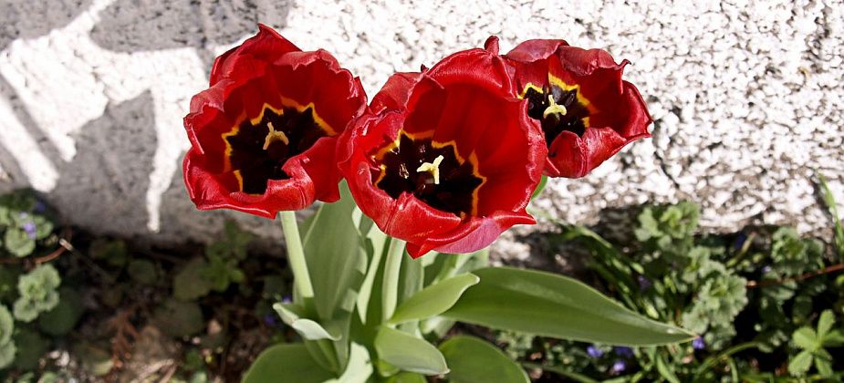 Выбрать искусственные букеты и живые насаждения для кладбища поможет флорист