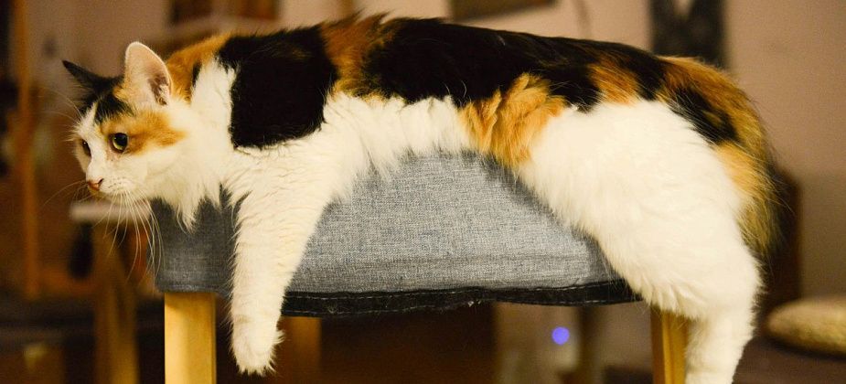 Как понять, что у питомца стресс и можно ли самостоятельно с ним справиться? 