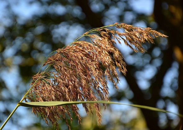 На Северном Урале прогнозируют сильный ветер 