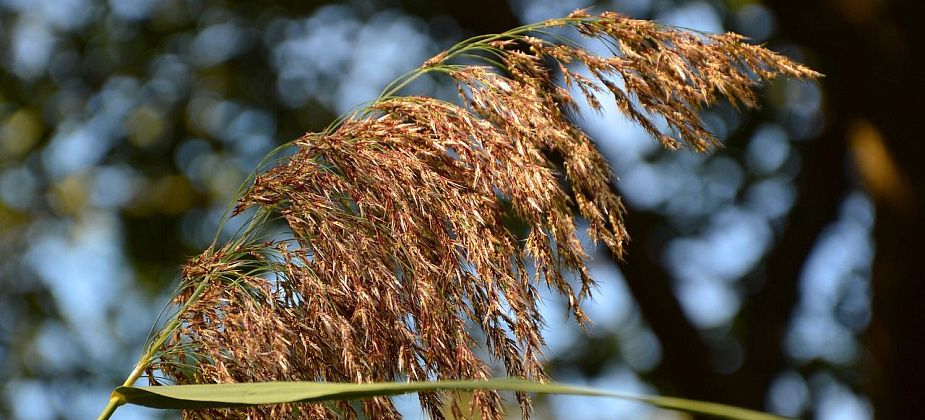 На Северном Урале прогнозируют сильный ветер 