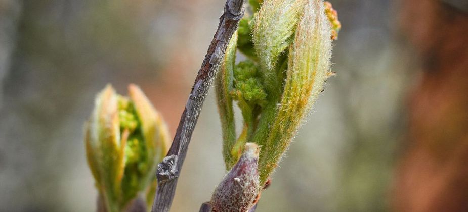 Воздух с южных морей принесет тепло и дожди в Свердловскую область