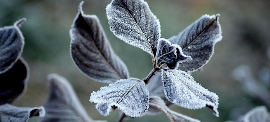 Синоптики прогнозируют ночные заморозки и потепление