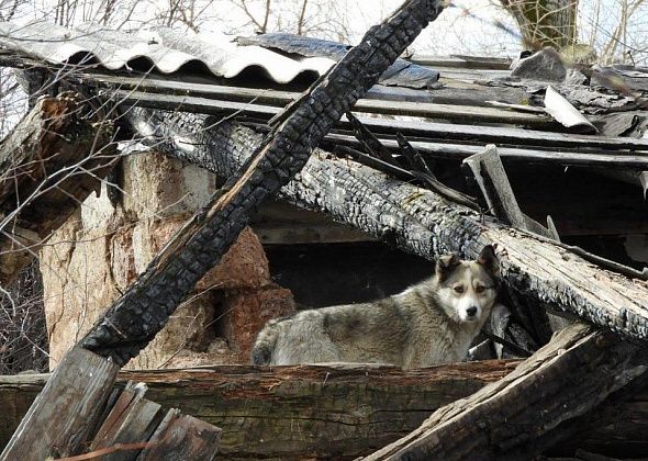 Сегодня в Волчанске стартовал отлов бездомных собак