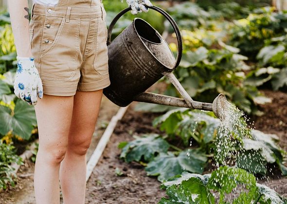 Советы садоводам: готовимся к сезону и выбираем удобрения