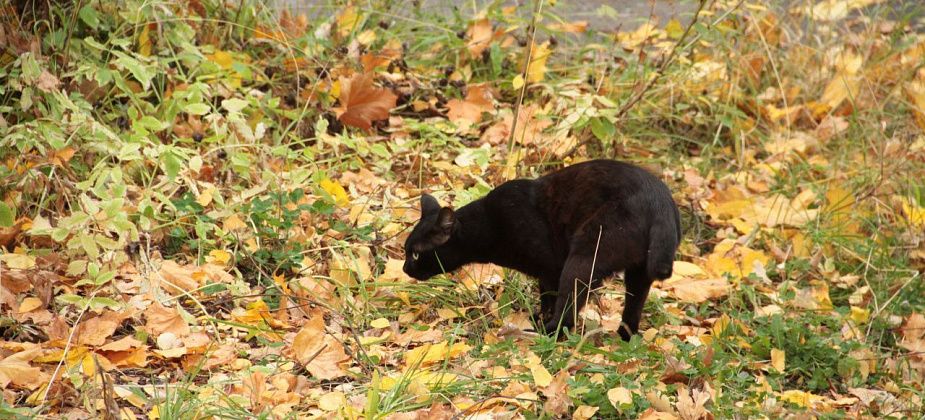 «Погода будет прохладная и неустойчивая». Какая погода будет на севере региона в конце сентября и начале октября