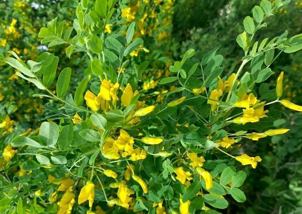 «Заплакала, увидев фото желтой акации»