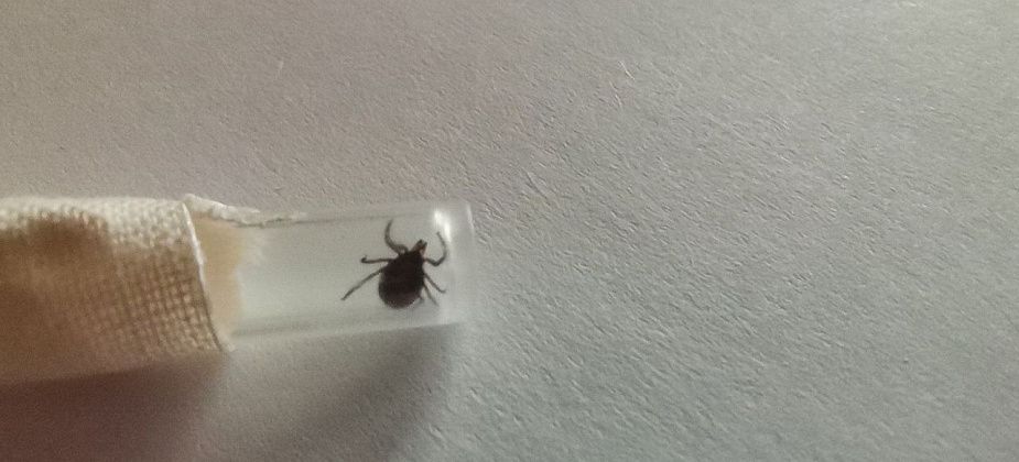 В Свердловской области активизировались клещи