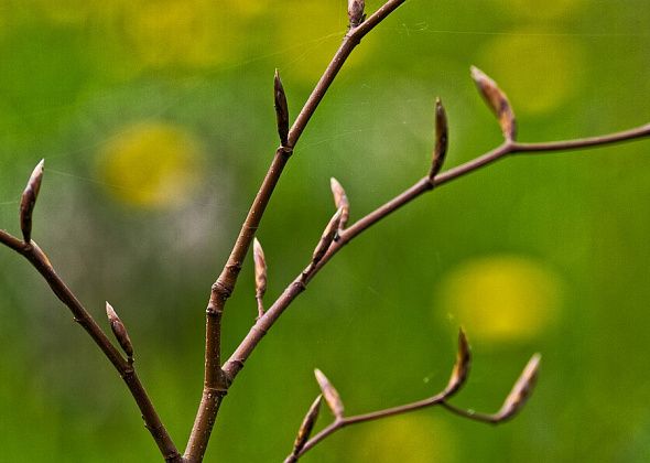 В ближайшие три апрельских дня будет тепло, затем похолодает
