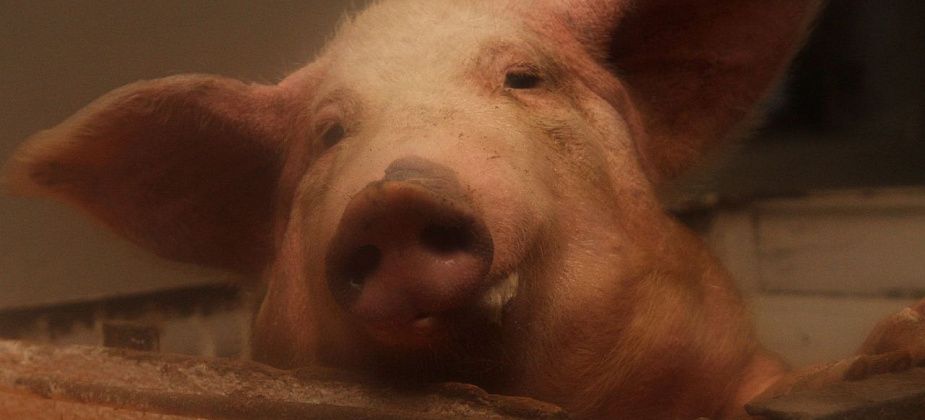 В Карпинске обнаружен очаг африканской чумы свиней. Ситуация на контроле у ветеринарной службы