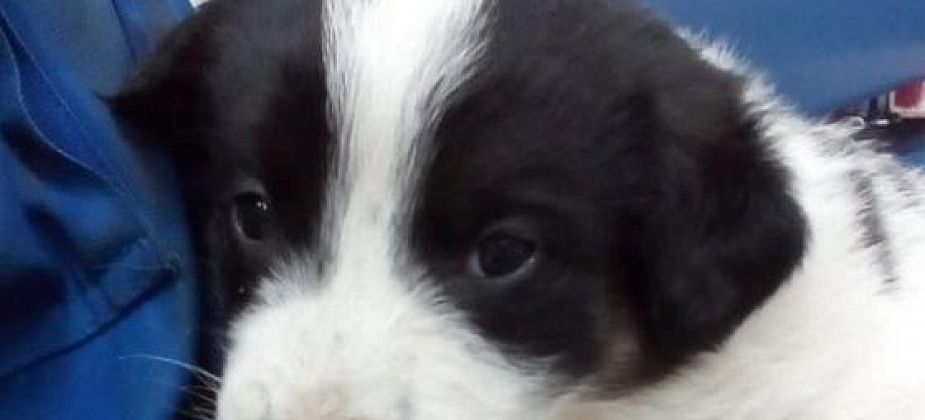 На Урале школьники закопали живьем, а потом выкопали и забили до смерти четырех щенков