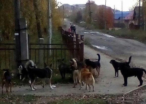 Госдума приняла закон об ответственном обращении с животными