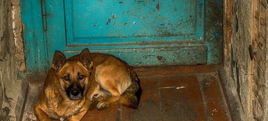 В Госдуму внесли законопроект о штрафах за выброшенных животных