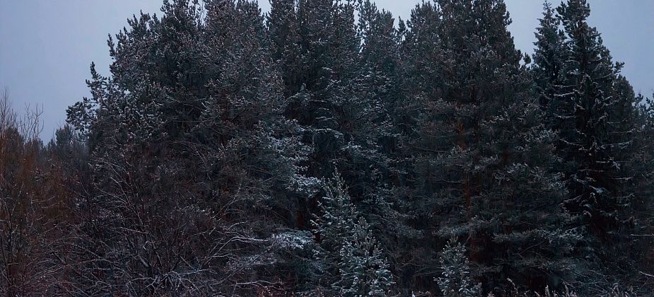 Труп на Солдатском вырубе: личность установлена, криминала - нет