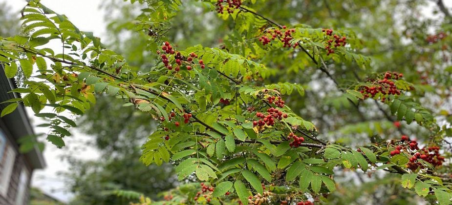 Синоптики предполагают, что бабье лето на севере области наступит в середине сентября
