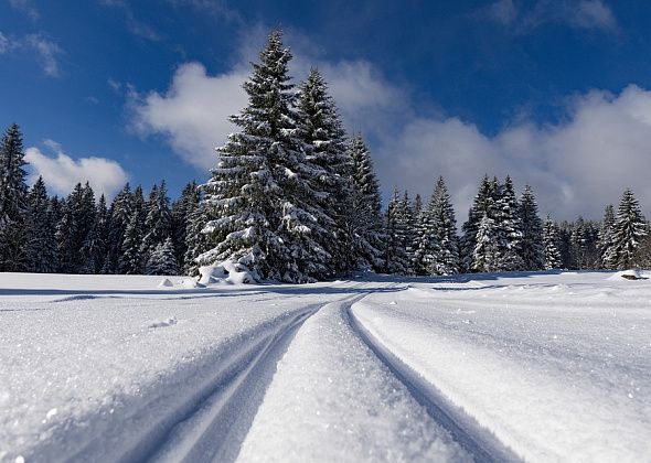 Карпинцы срубили на Новый год более ста живых елок